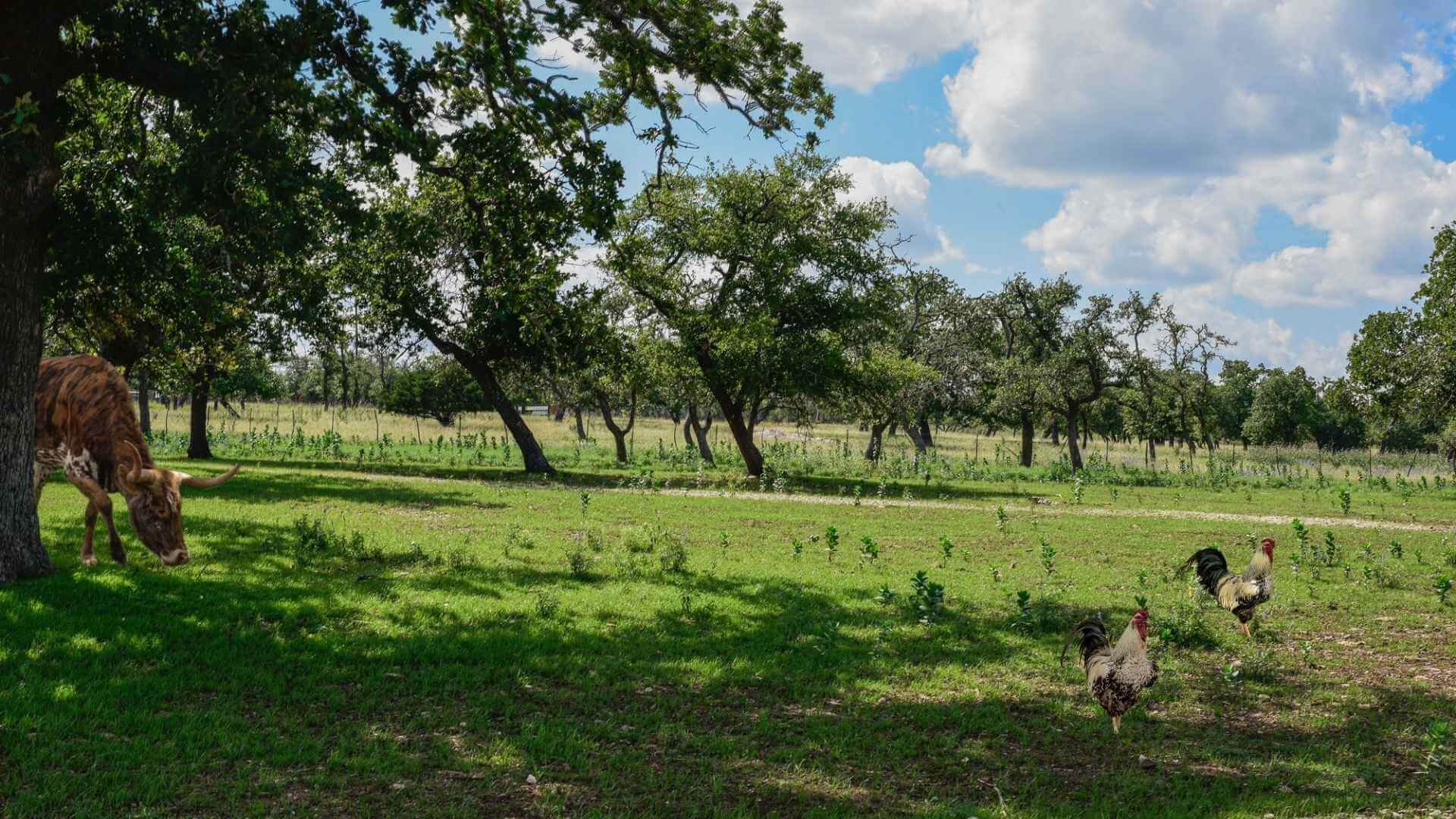 Best BNBs to Stay at for the Blues Festival in Luckenbach Texas