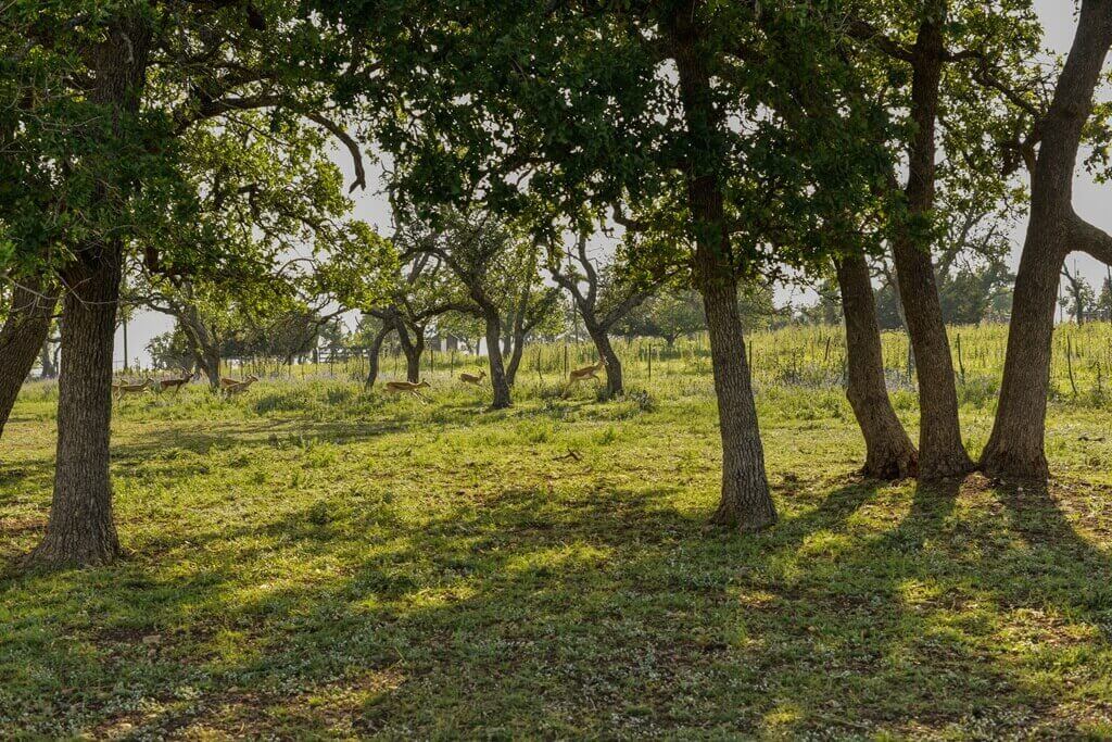 Best Bed And Breakfasts To Stay At For Bachelor Parties In Fredericksburg Texas