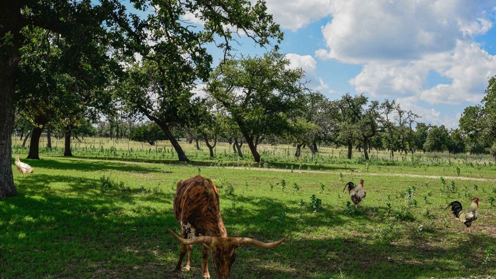 Best Bed and Breakfasts to Stay at for the Craft Beer Festival in Fredericksburg Texas