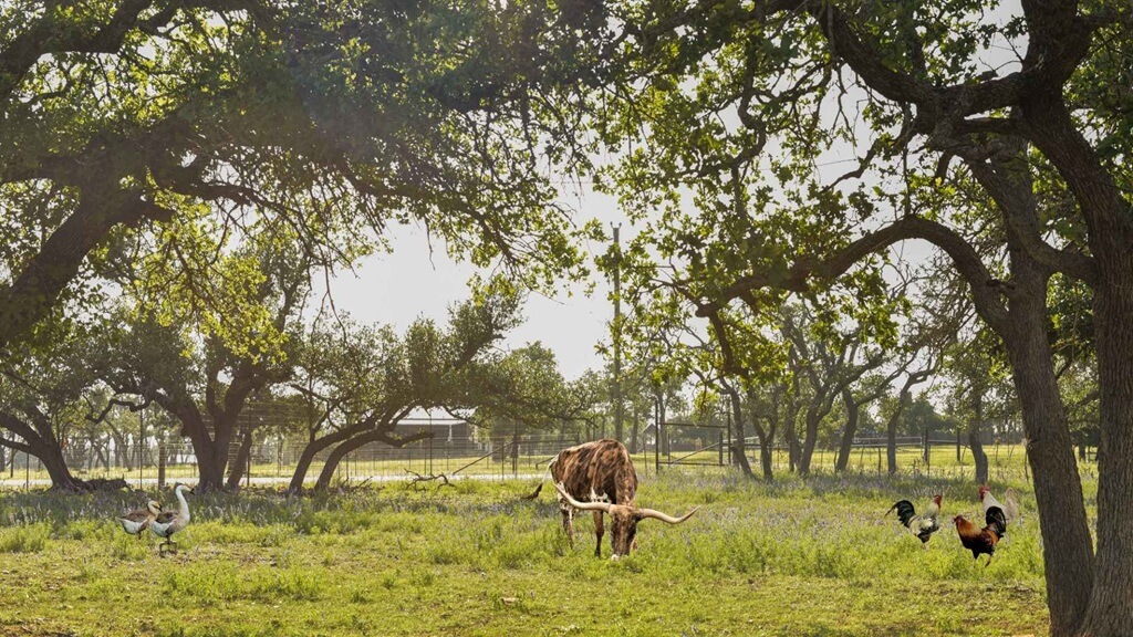 Best Places To Stay For The Texas Mesquite Arts Festival In Fredericksburg Best Bed and Breakfasts to Stay at for the Texas Mesquite Arts Festival in Fredericksburg
