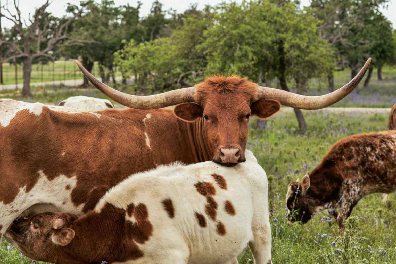 Best Hotels to Stay at for the Indian Artifact Show in Fredericksburg Texas