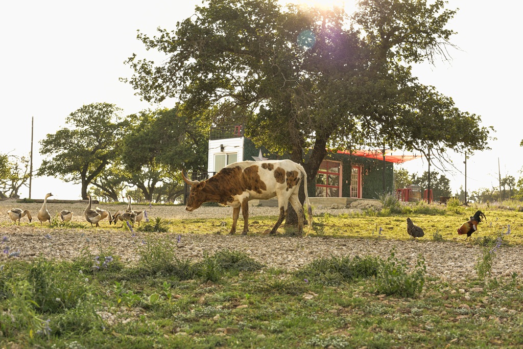 Best Hotels to Stay at with Pets in Fredericksburg Texas