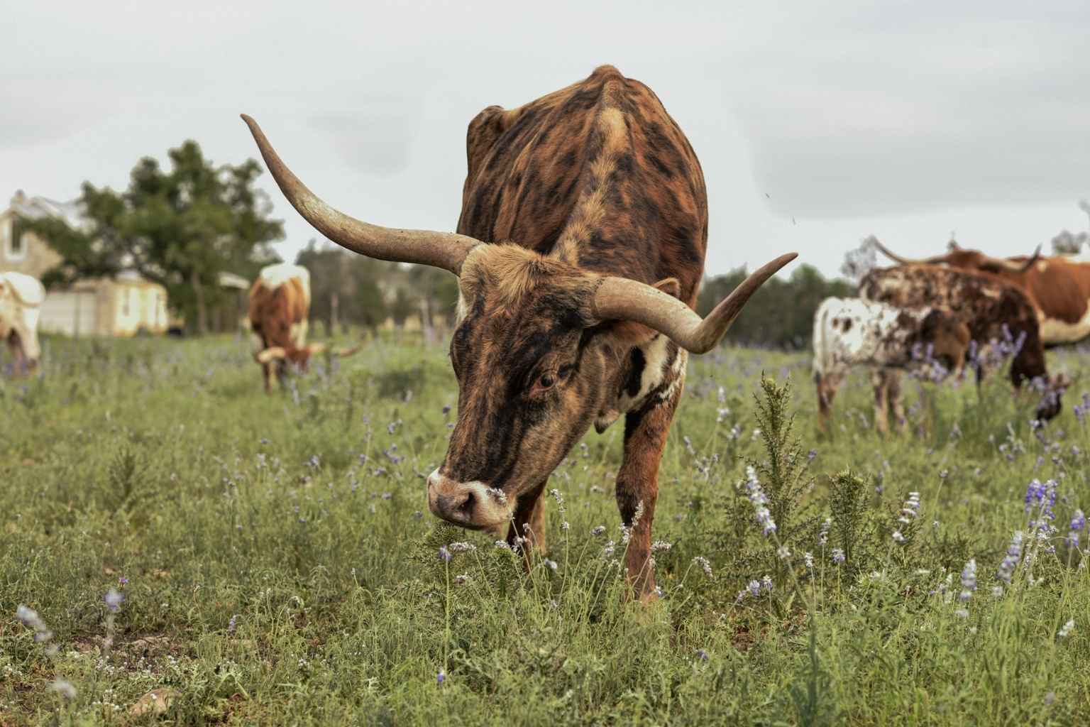 Best Hotels to Stay at with a Camper in Fredericksburg Texas