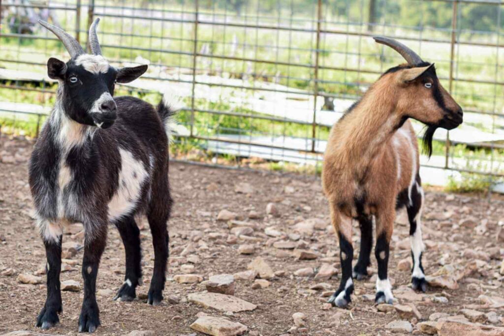 Best Places To Stay For The Hug-in And Valentine Ball In Luckenbach Texas