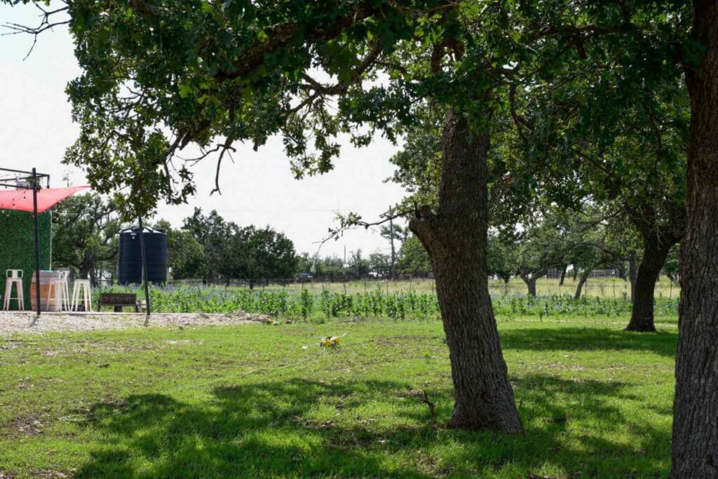Best Places To Stay For The Texas Wine Country Grape Stomps In Fredericksburg