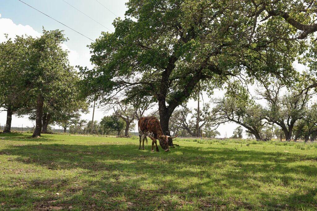 Best Bed And Breakfasts To Stay At For Bachelor Parties In Fredericksburg Texas Best Vacation Rentals to Stay at for Bachelor Parties in Fredericksburg Texas