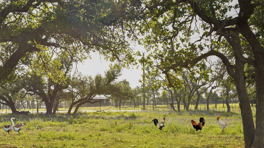 Best Vacation Rentals to Stay at for the Bluegrass Festival at Luckenbach Texas