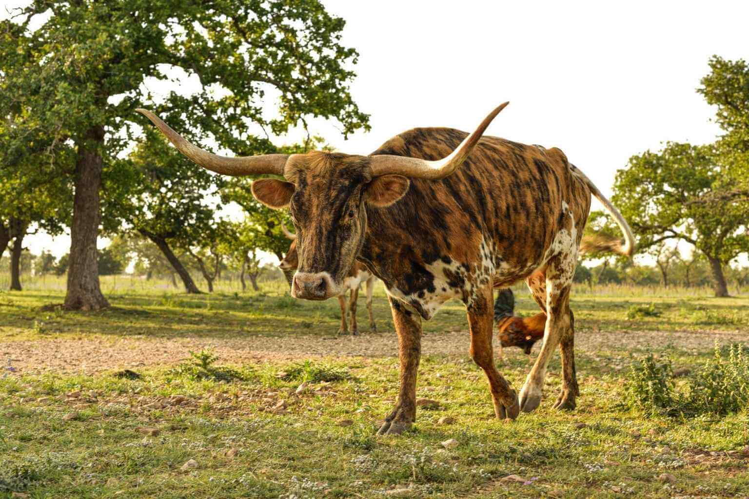 Top Bed and Breakfasts to Stay at for Nature in Fredericksburg TX