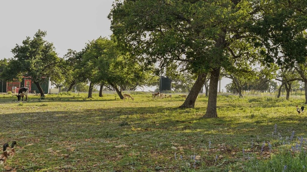 Top Bed and Breakfasts to Stay at for Privacy in Fredericksburg Tx