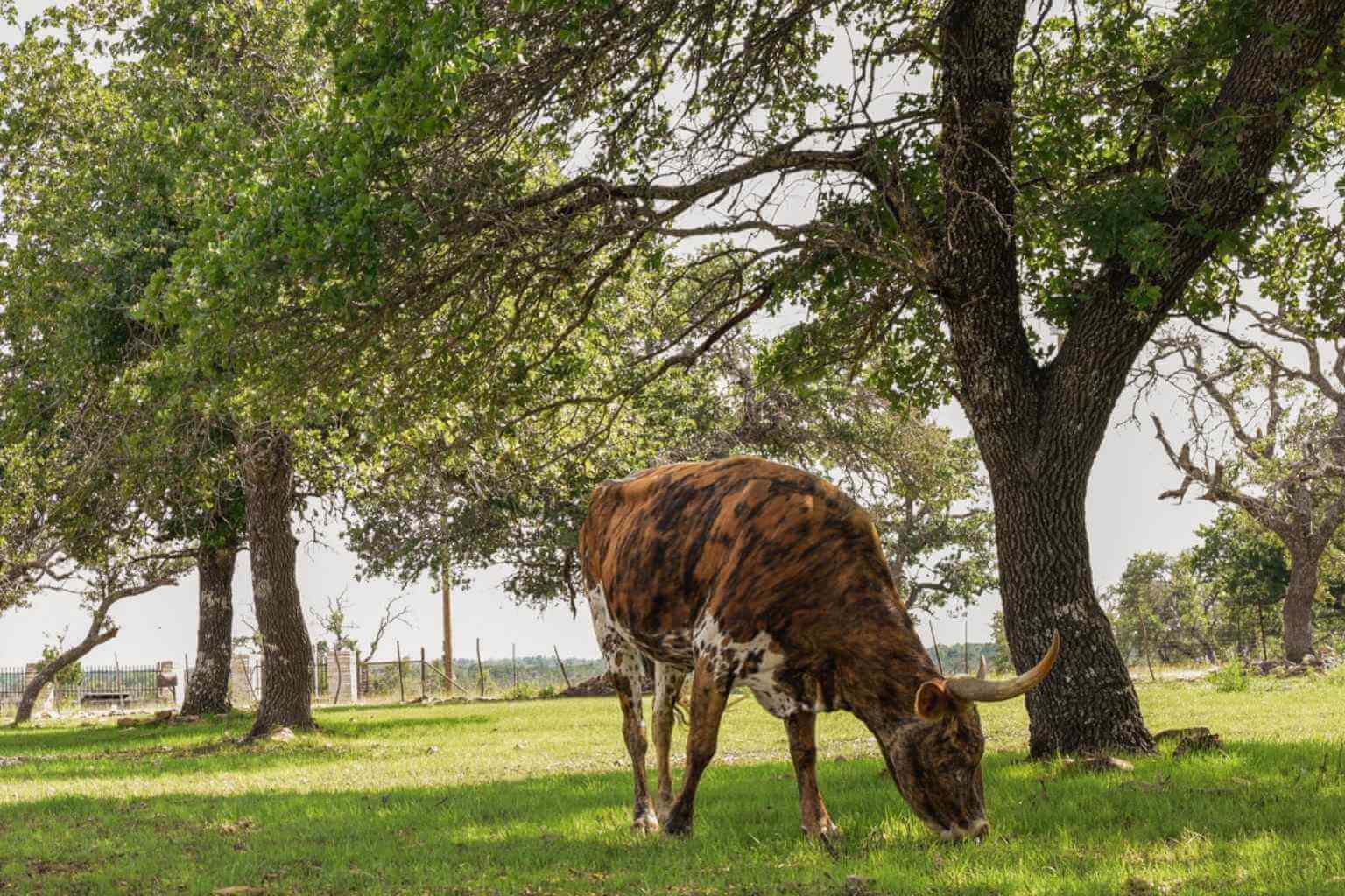 Top Vacation Rentals to Stay at for Groups in Fredericksburg Texas