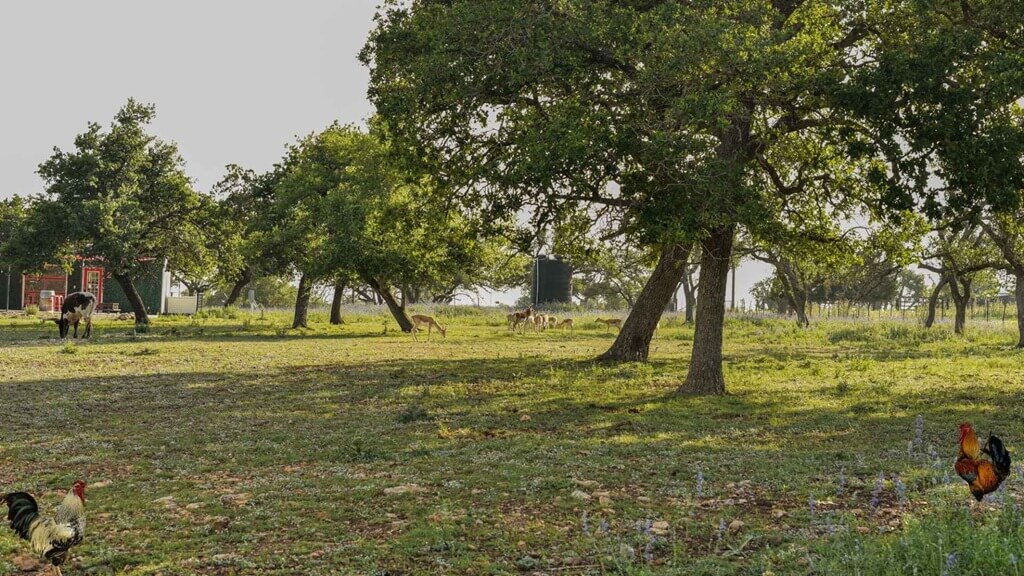 best bed and breakfasts to stay at for the knights of columbus bestfest in fredericksburg texas