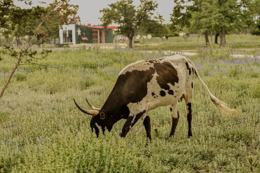 best hotels to stay at for the fourth of july parade and fireworks in fredericksburg texas