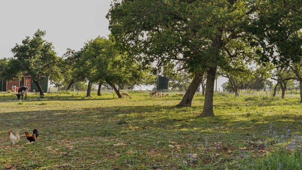 best vacation rentals to stay at for the fourth of july parade and fireworks in fredericksburg texas