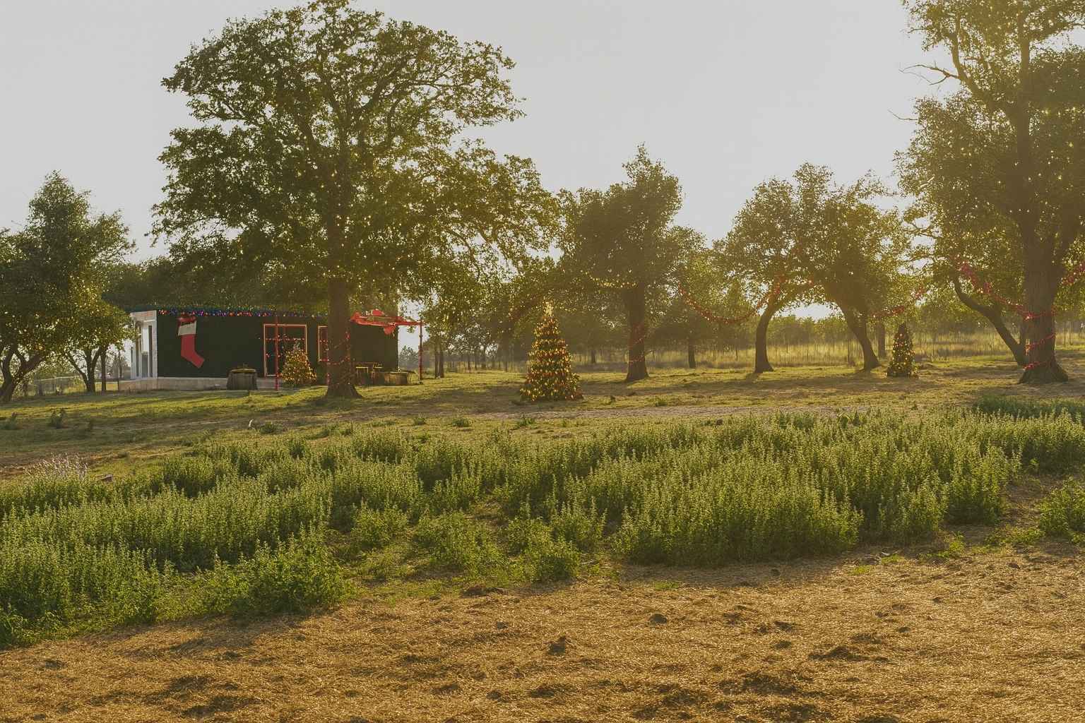 Best Airbnbs to Stay at for Light the Night Christmas Parade