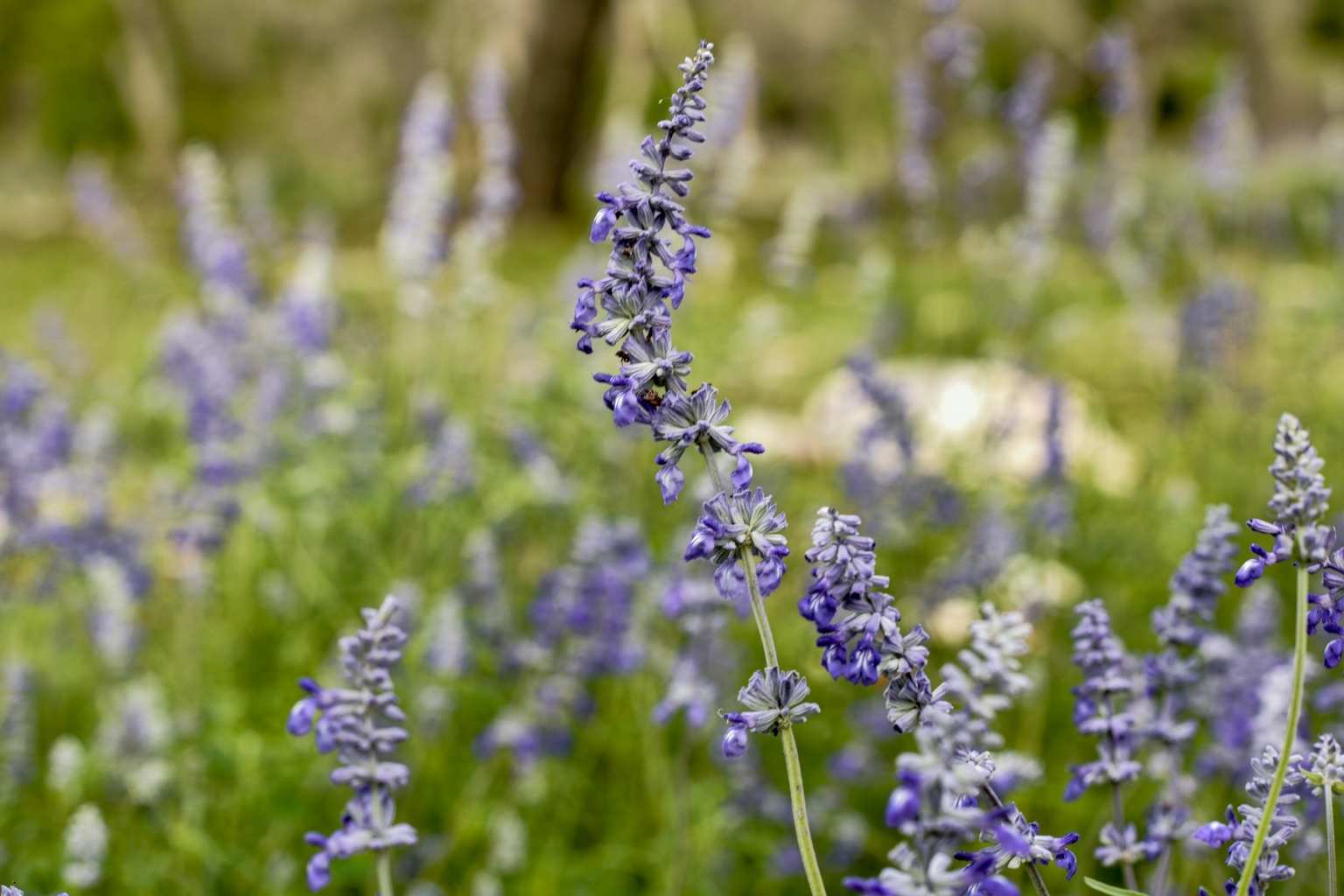Best Airbnb To Stay At For Wildflowers In Fredericksburg Texas Best Bed and Breakfasts to Stay at for Wildflowers in Fredericksburg Texas