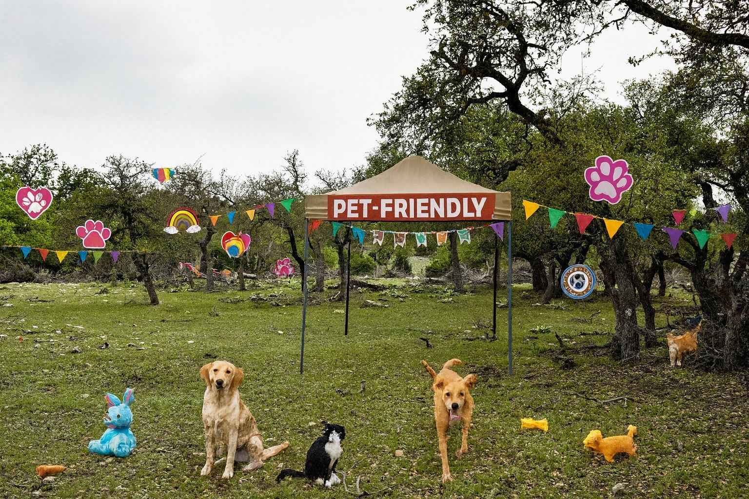 Best Airbnb To Stay At For Pets In Fredericksburg Texas Best Hotels to Stay at for Pets in Fredericksburg Texas