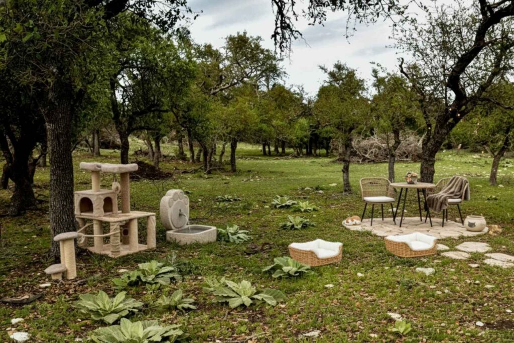 Best Airbnb To Stay At For Cats In Fredericksburg Texas