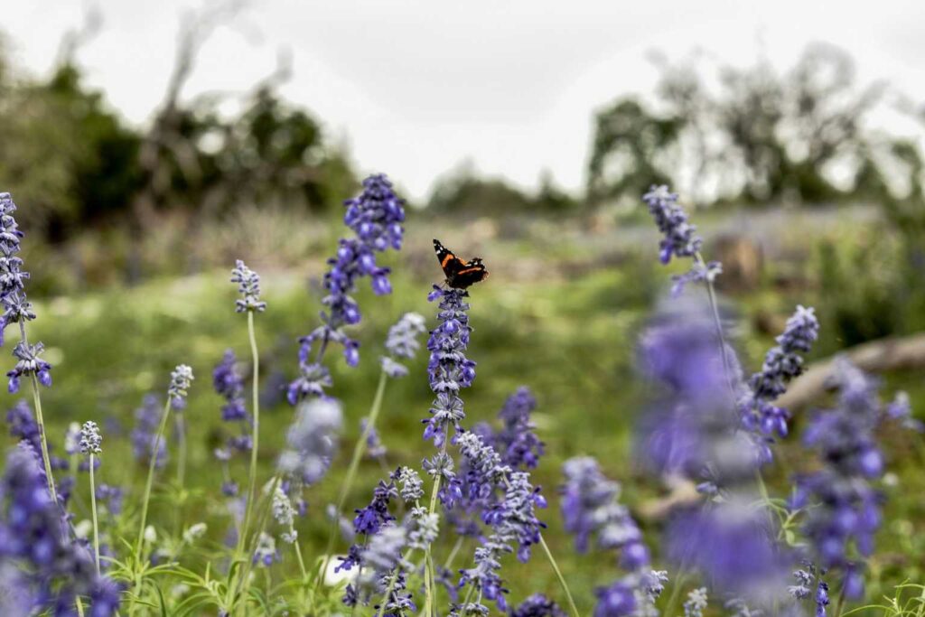 Best Airbnb To Stay At For Fredericksburg Crawfish Festival