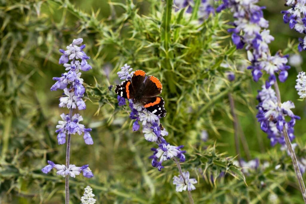 Best Airbnb To Stay At For Nature In Fredericksburg Texas