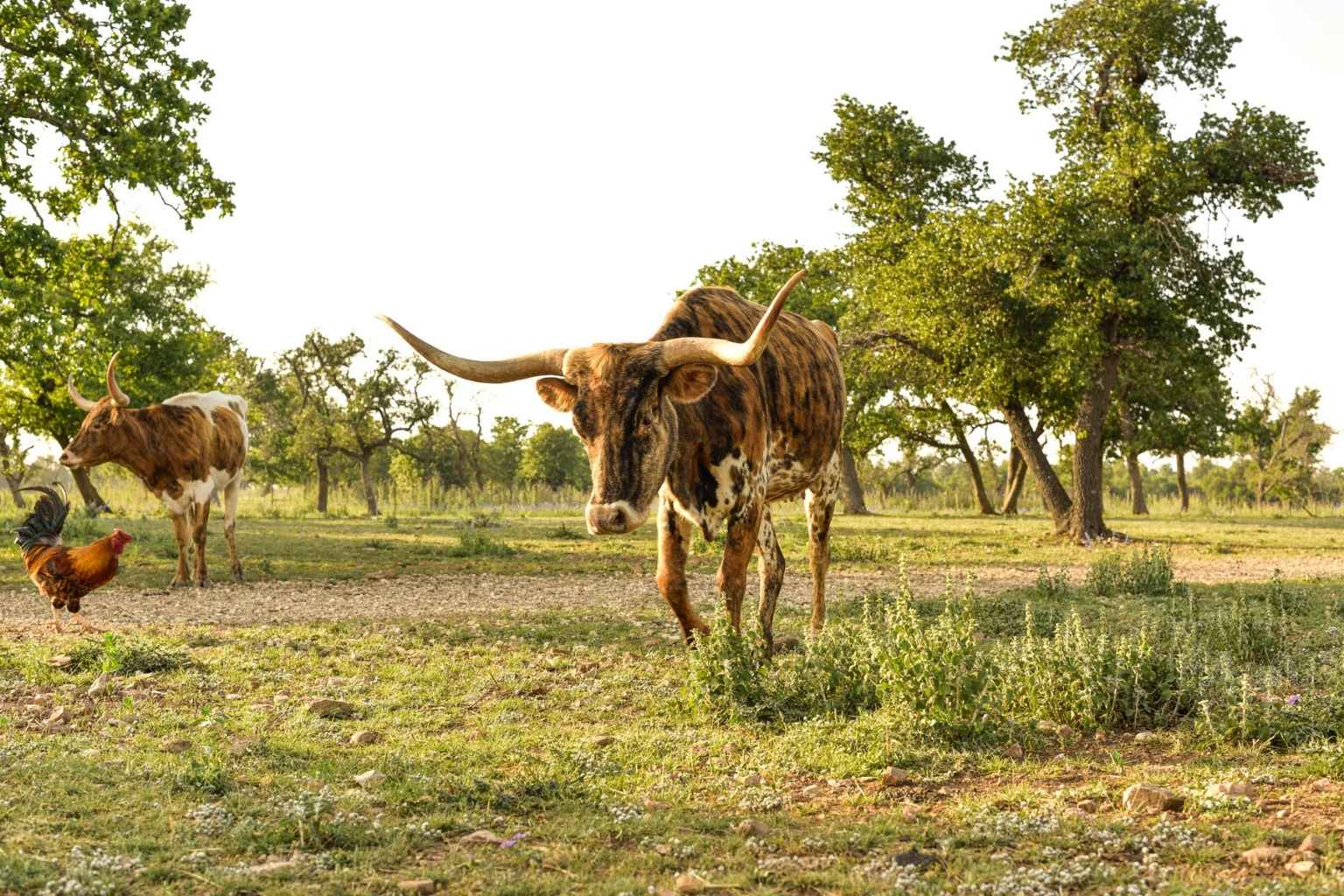 Best Airbnbs To Stay At For Hill Country Film Festival