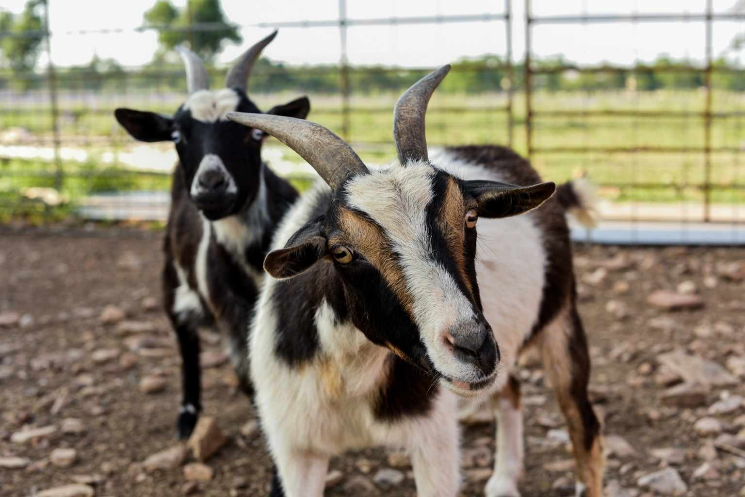 Best Airbnbs to Stay at for Christmas Nights of Lights