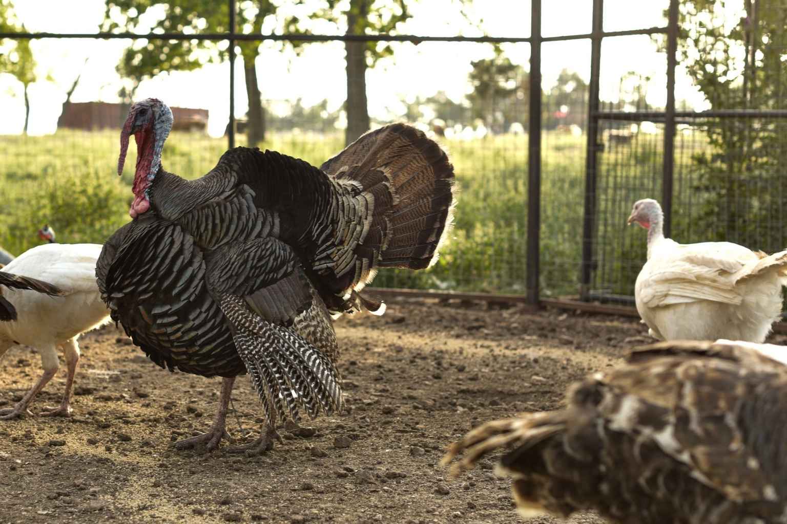 Best Airbnbs to Stay at for Fredericksburg Craft Beer Festival