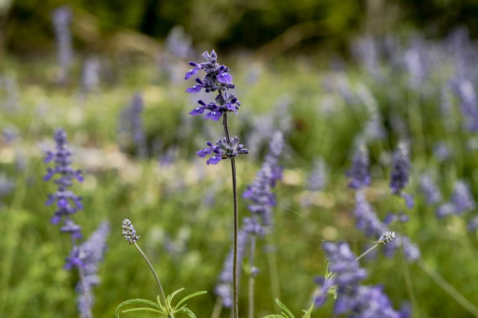 Best Airbnbs to Stay at for Lavender Festival