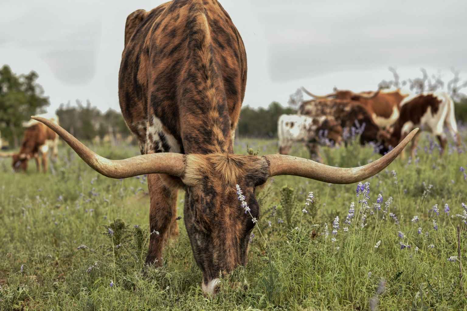 Best Airbnbs to Stay at for Light the Night Christmas Parade