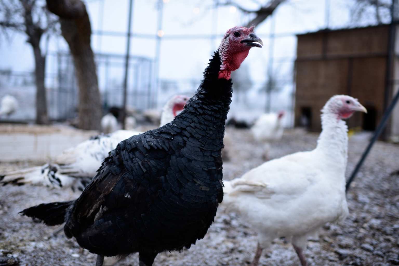 Best Airbnbs to Stay at for Luckenbach Texas Blues Festival