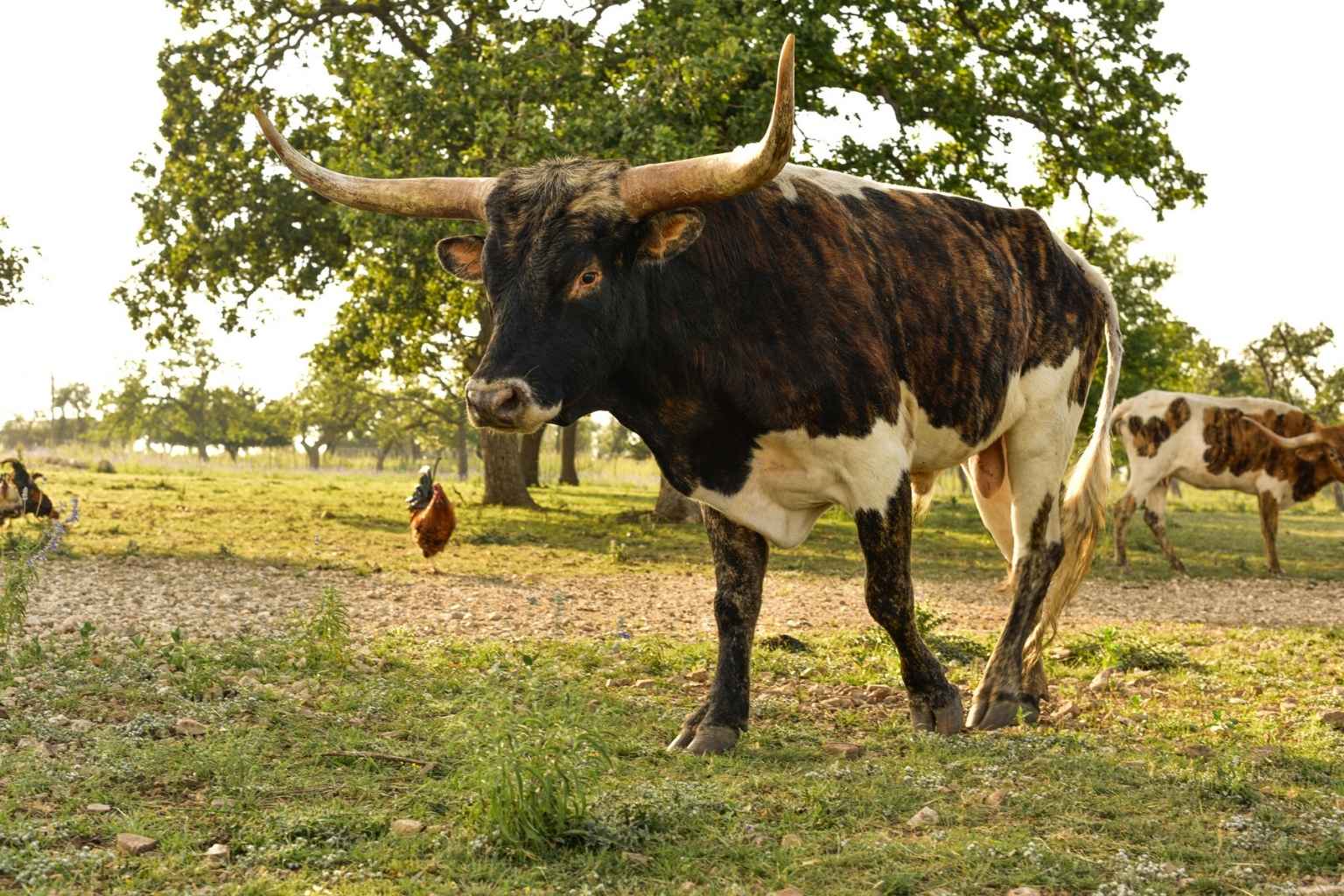 Best Airbnbs to Stay at for Nature in Fredericksburg Texas