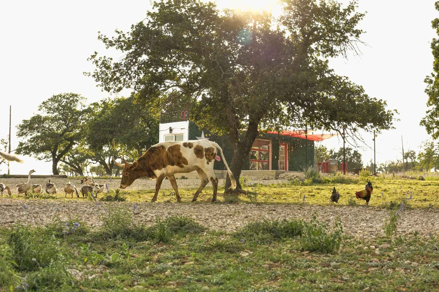 Best Bed And Breakfasts To Stay At For Hill Country Film Festival