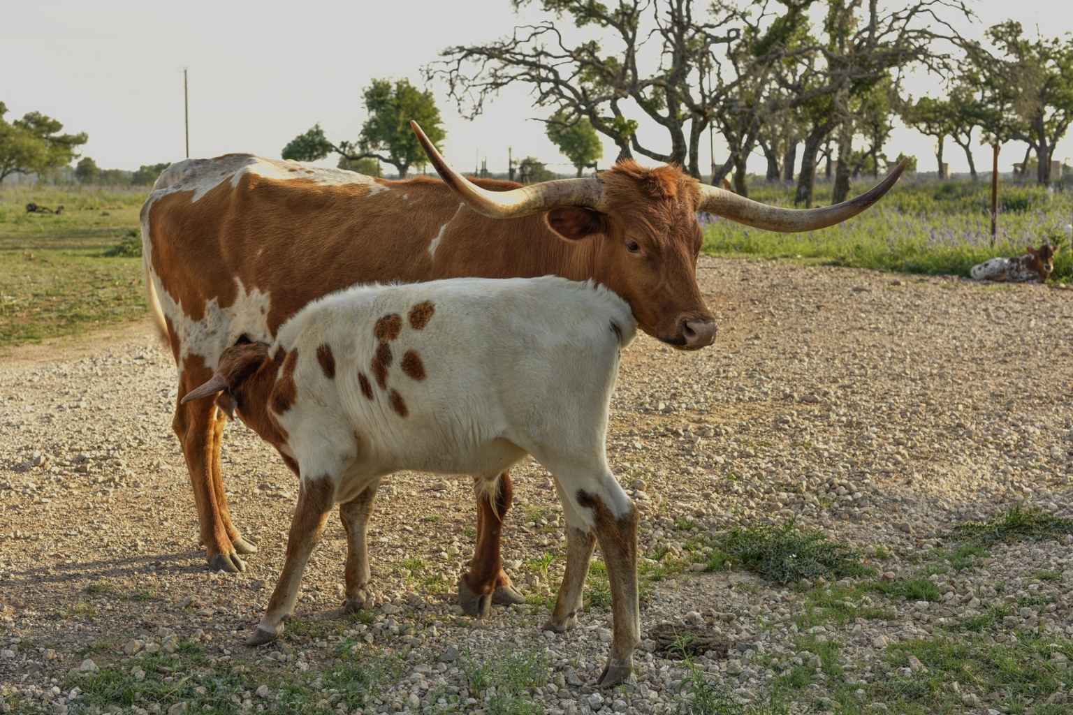 Best Bed and Breakfasts to Stay at for Bluegrass Festival at Luckenbach Texas