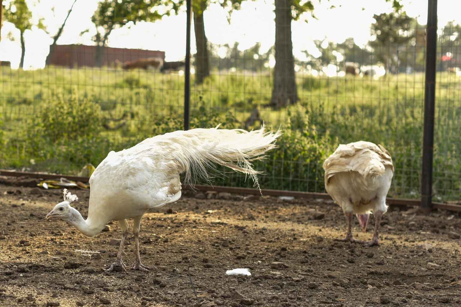 Best Bed and Breakfasts to Stay at for Christmas Nights of Lights