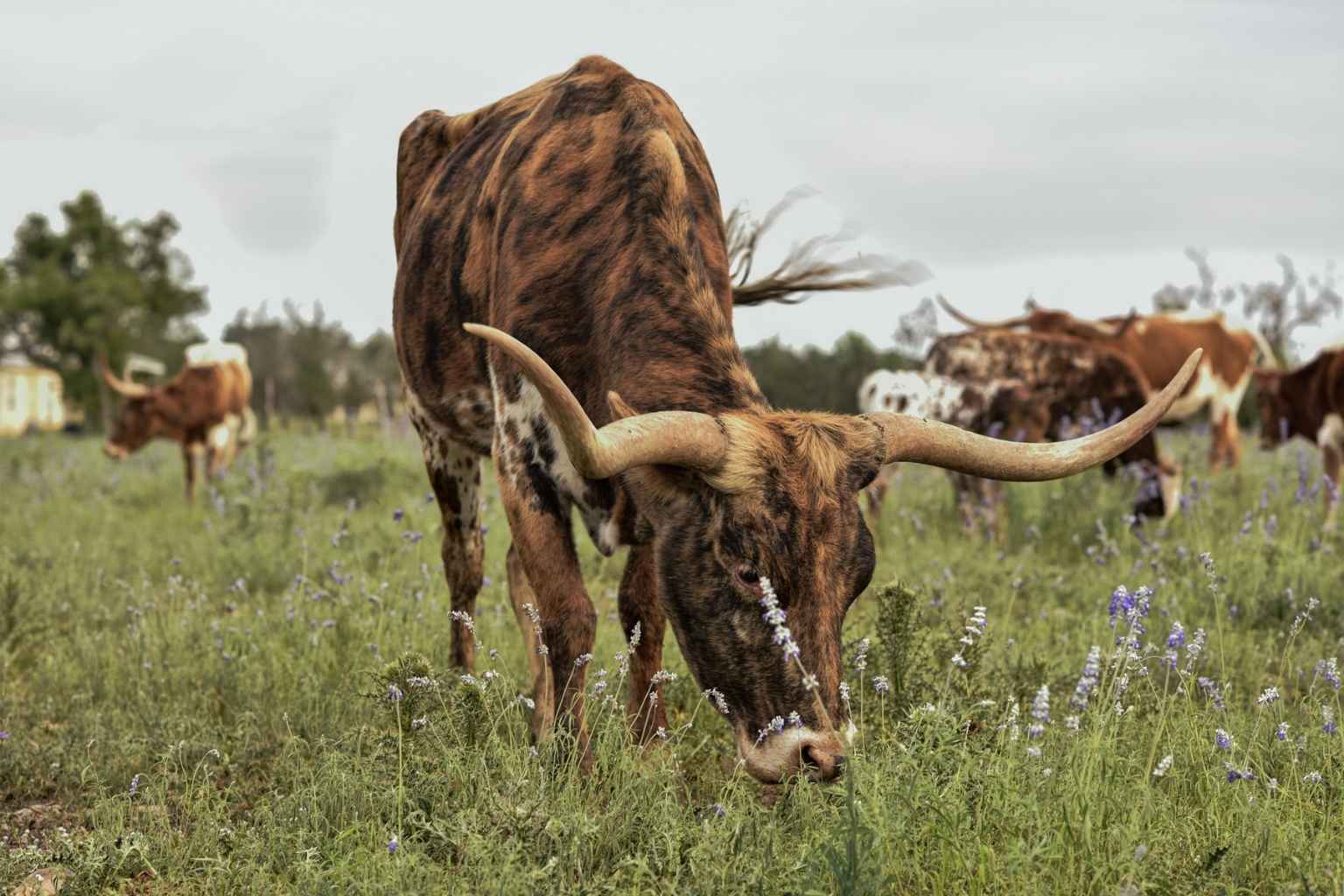 Best Bed and Breakfasts to Stay at for Fredericksburg Craft Beer Festival