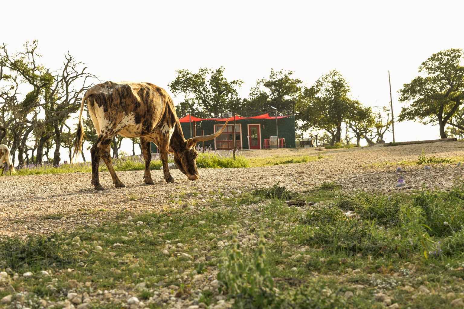 Best Bed and Breakfasts to Stay at for Fredericksburg Crawfish Festival