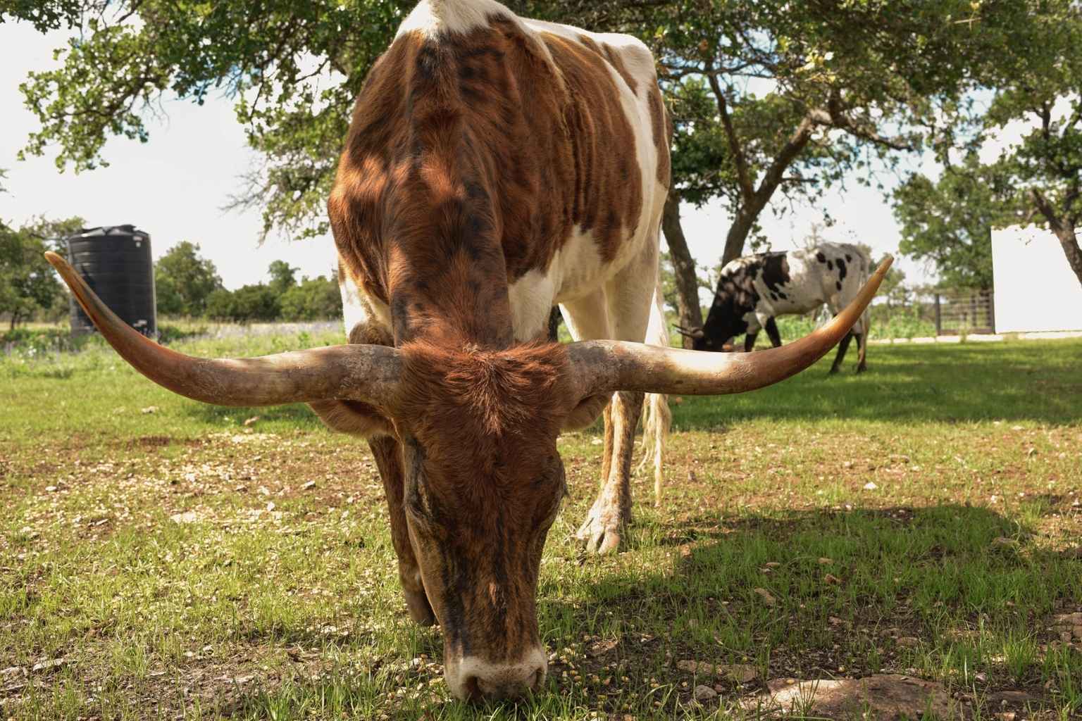 Best Bed and Breakfasts to Stay at for Knights of Columbus Bestfest