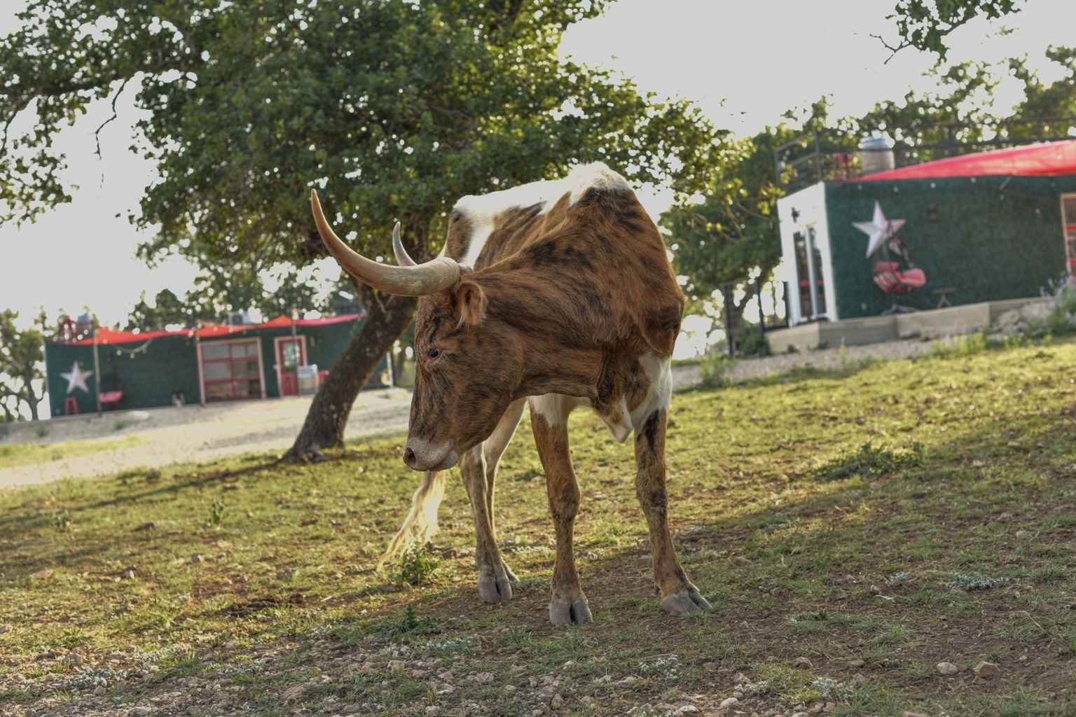 Best Bed and Breakfasts to Stay at for Light the Night Christmas Parade