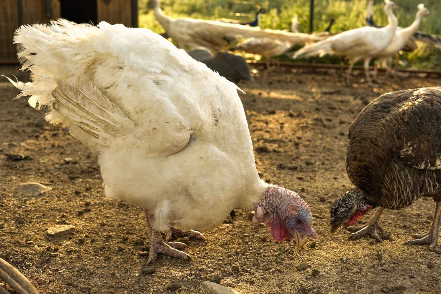 Best Bed and Breakfasts to Stay at for Texas Mesquite Arts Festival