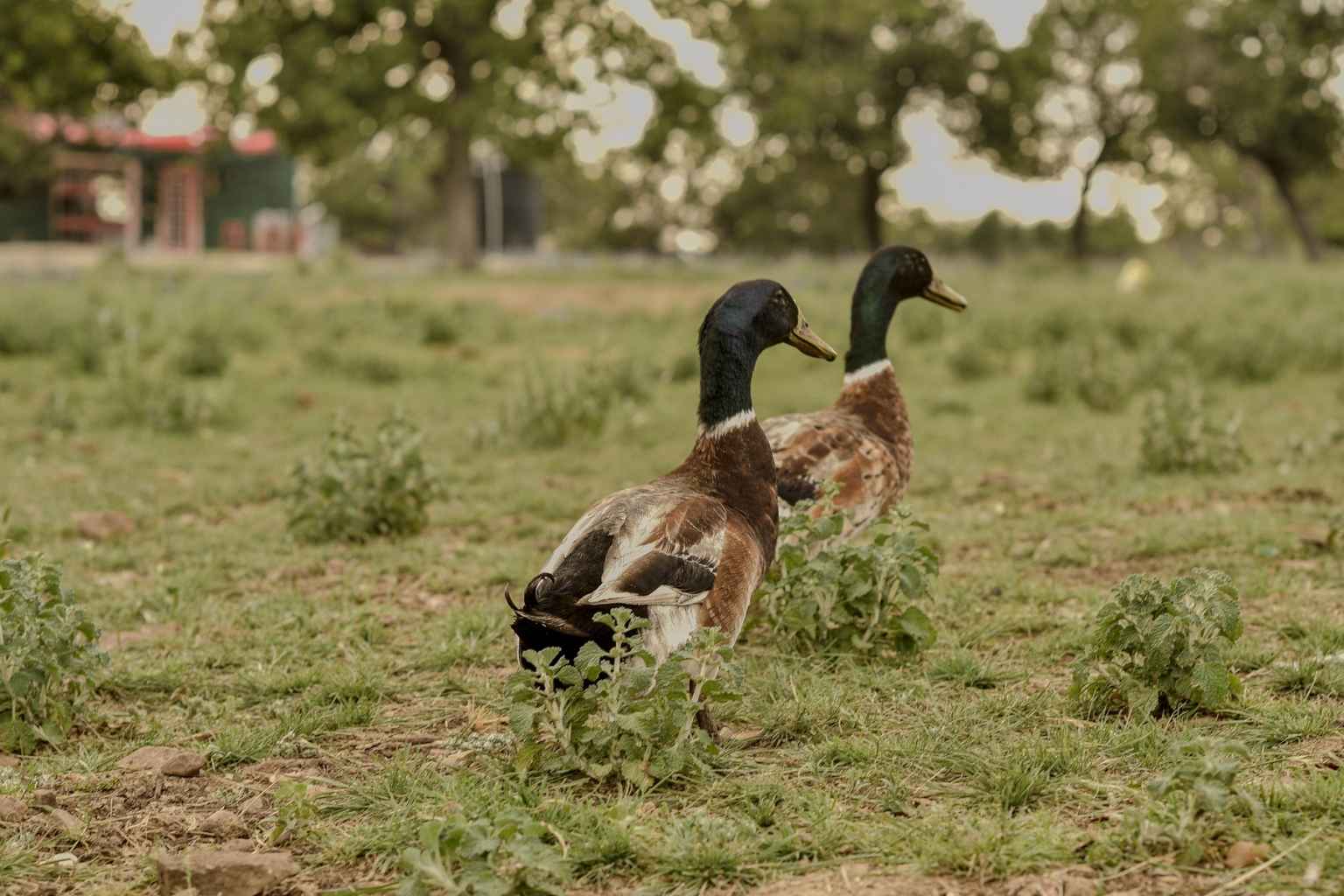 Best Hotels to Stay at for Fredericksburg Crawfish Festival