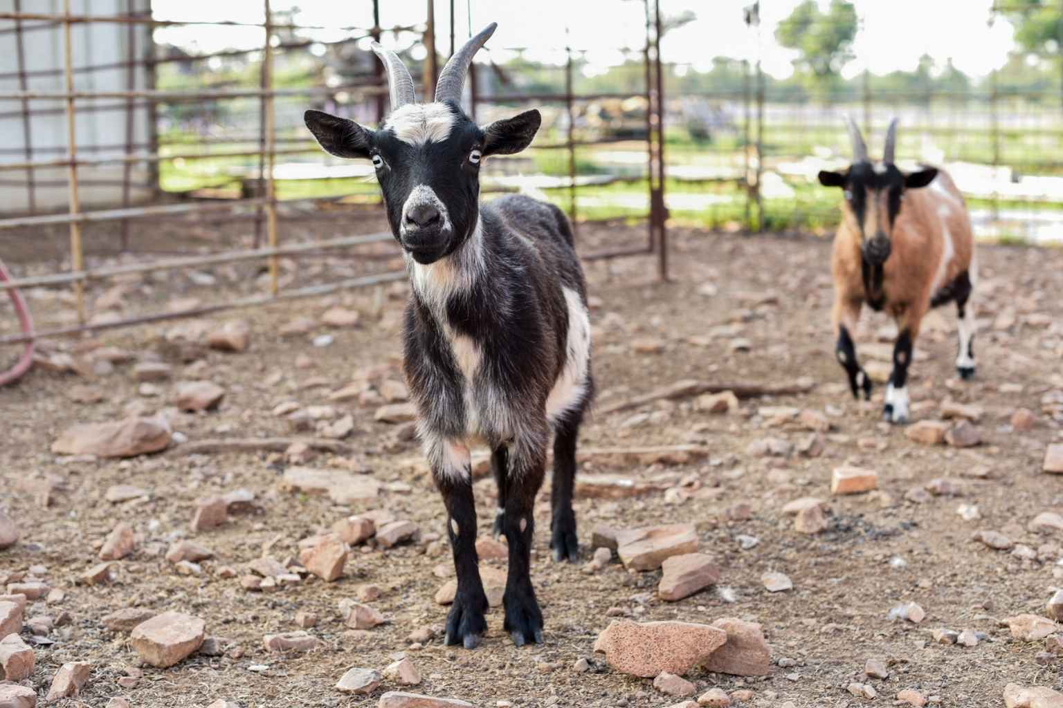 Best Hotels to Stay at for Harper Frontier Days Rodeo and Dance