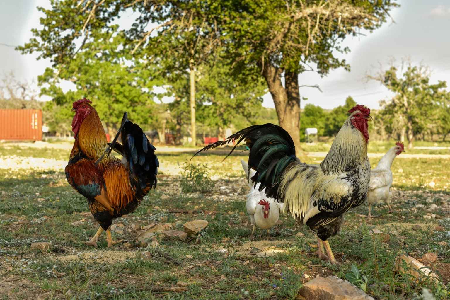 Best Hotels to Stay at for Light the Night Christmas Parade