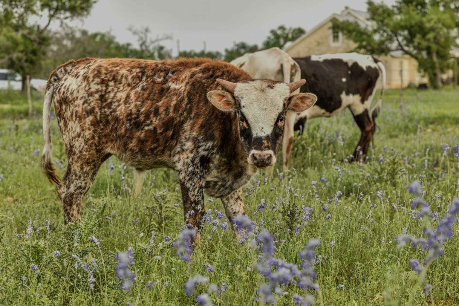 Best Hotels to Stay at for Luckenbach Texas Blues Festival