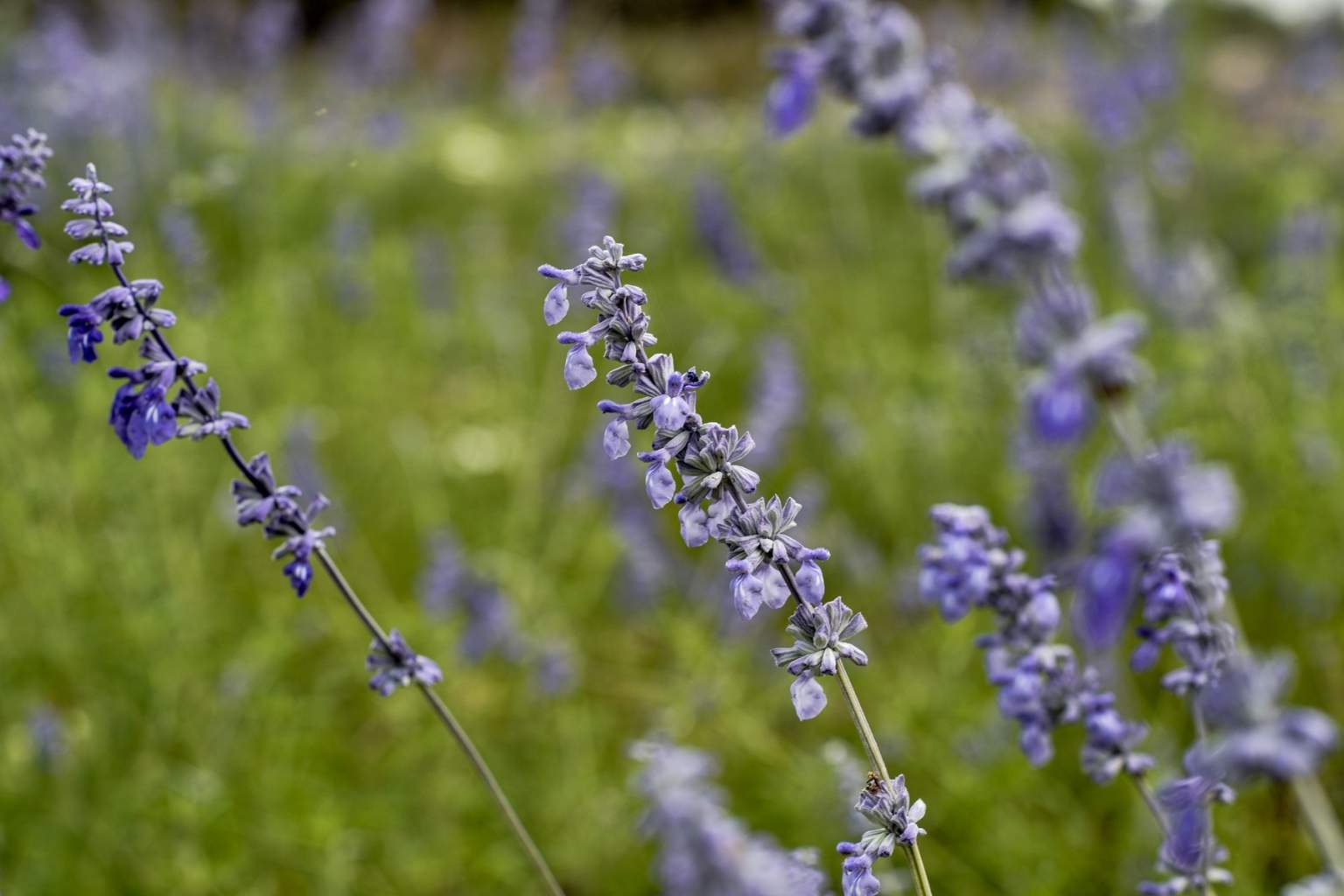 Best Vacation Rentals to Stay at for Bluegrass Festival at Luckenbach Texas