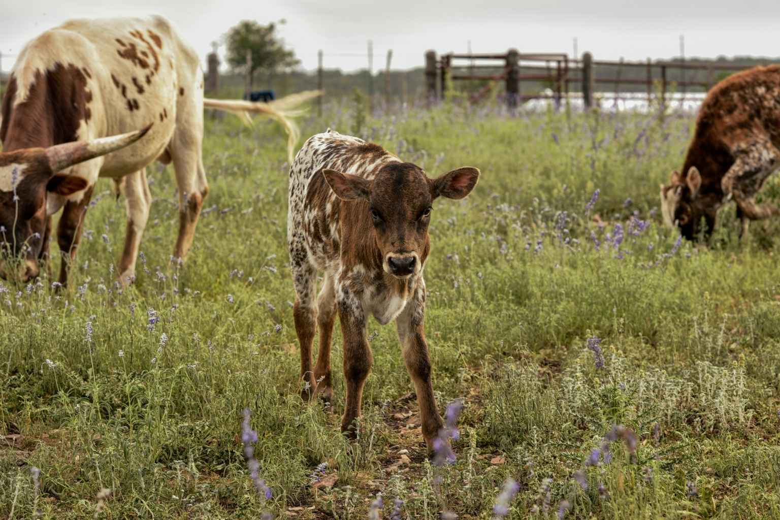 Best Vacation Rentals to Stay at for Hill Country Run Motorcycle Rally