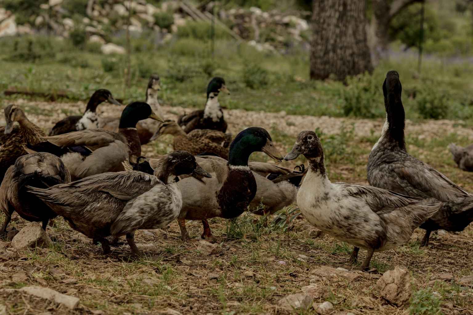 Best Vacation Rentals to Stay at for Lavender Festival