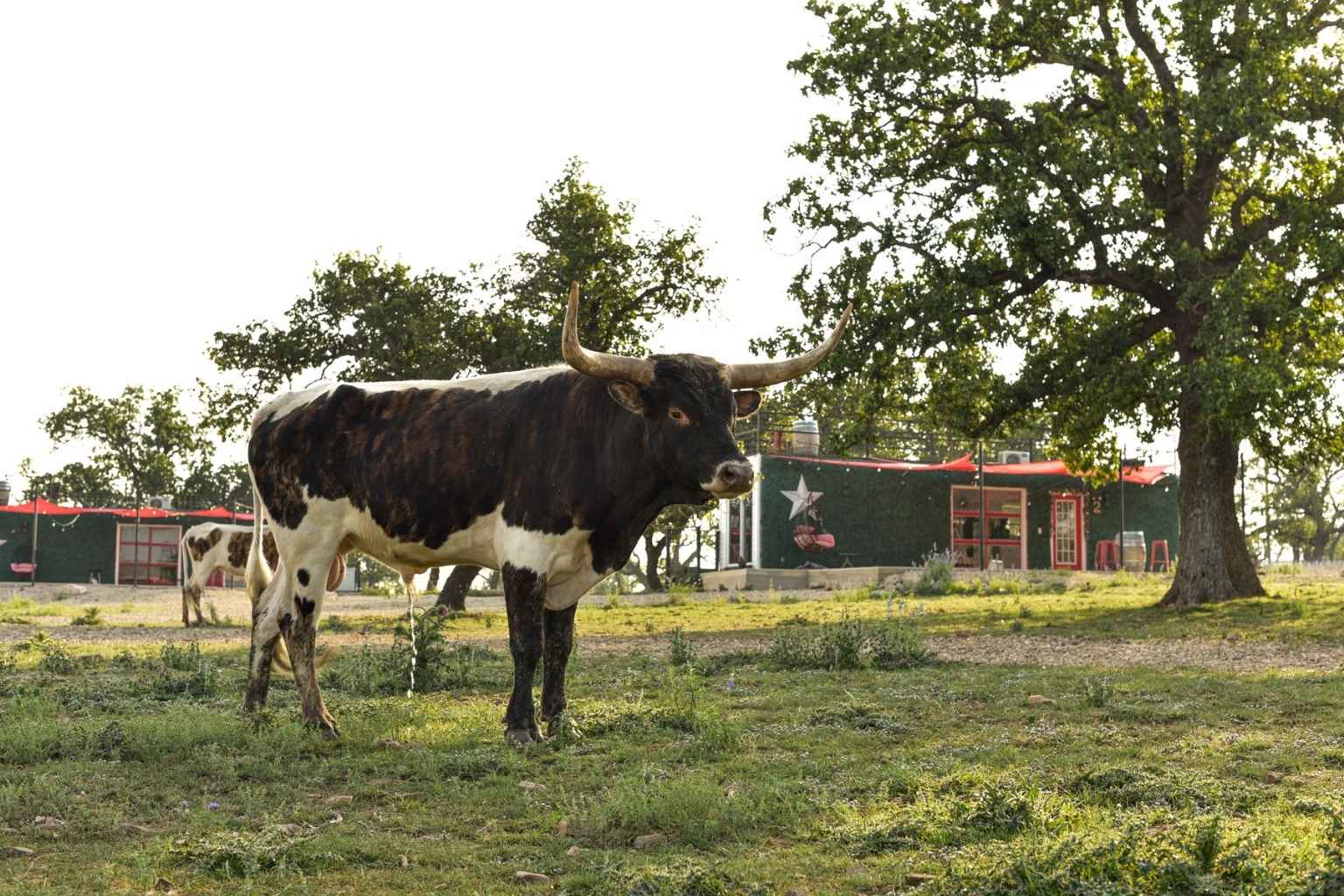 Best Vacation Rentals to Stay at for Light the Night Christmas Parade