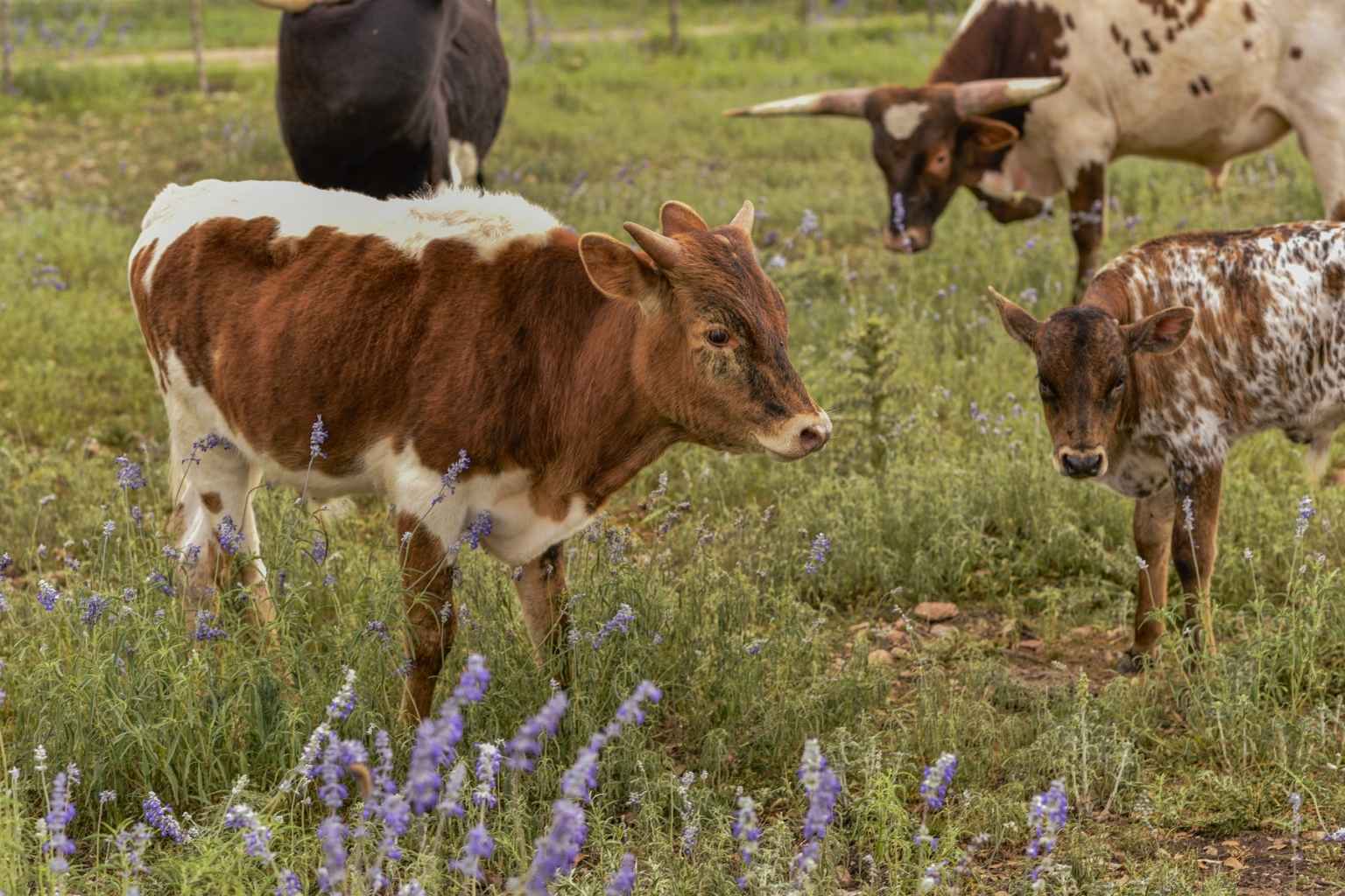 Best Vacation Rentals to Stay at for Nature in Fredericksburg Texas