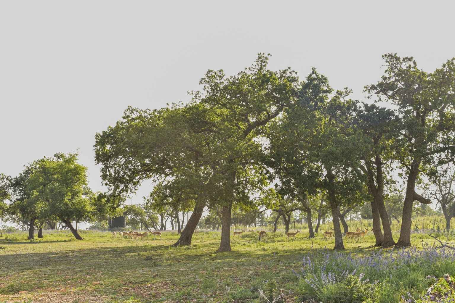 Top Airbnbs to Stay at for Harper Frontier Days Rodeo and Dance