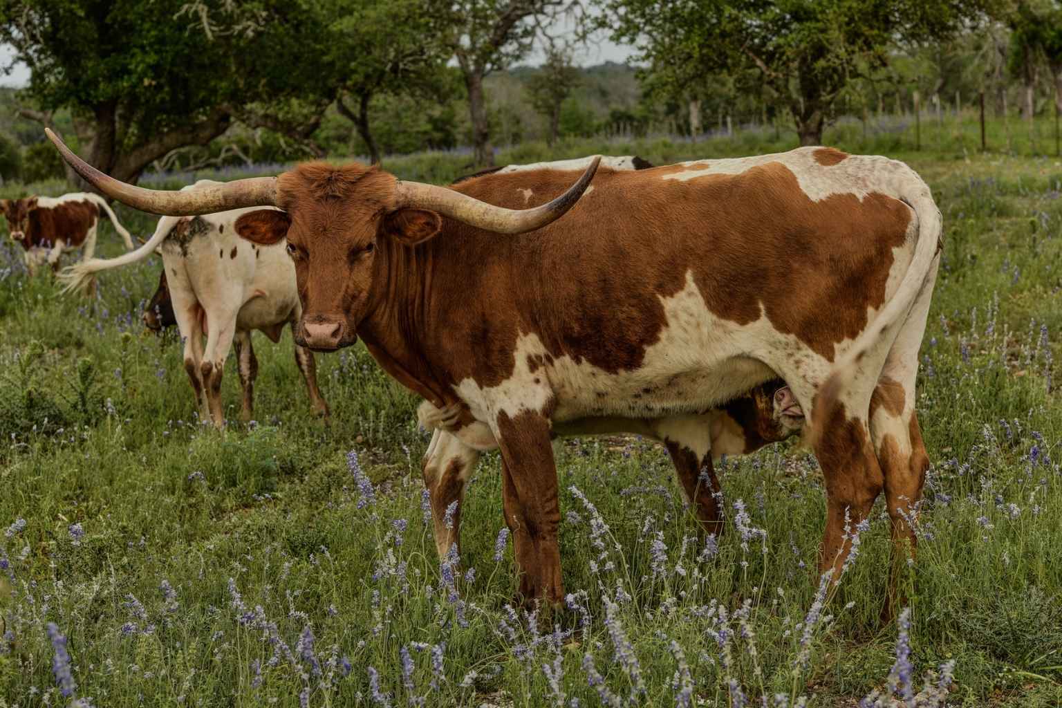 Top Airbnbs to Stay at for Hill Country Film Festival