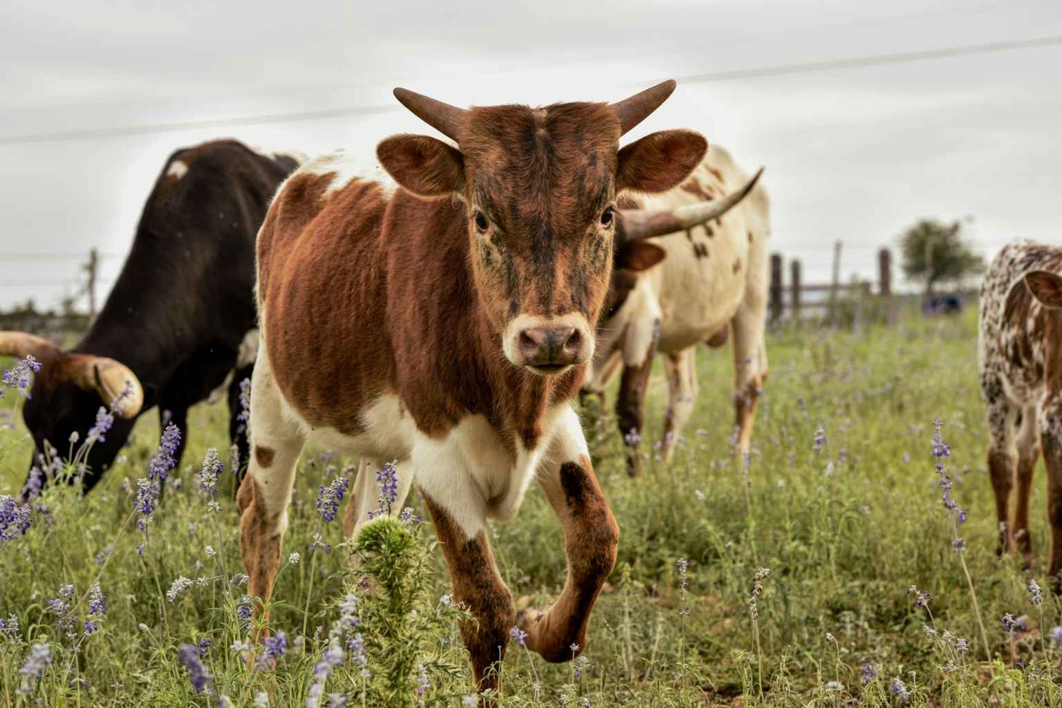 Top Airbnbs to Stay at for Hill Country Run Motorcycle Rally